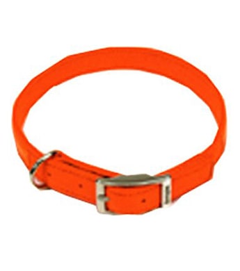 bright orange dog collar