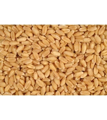 Grainland Select Wheat Whole, 50 lb. - Wilco Farm Stores
