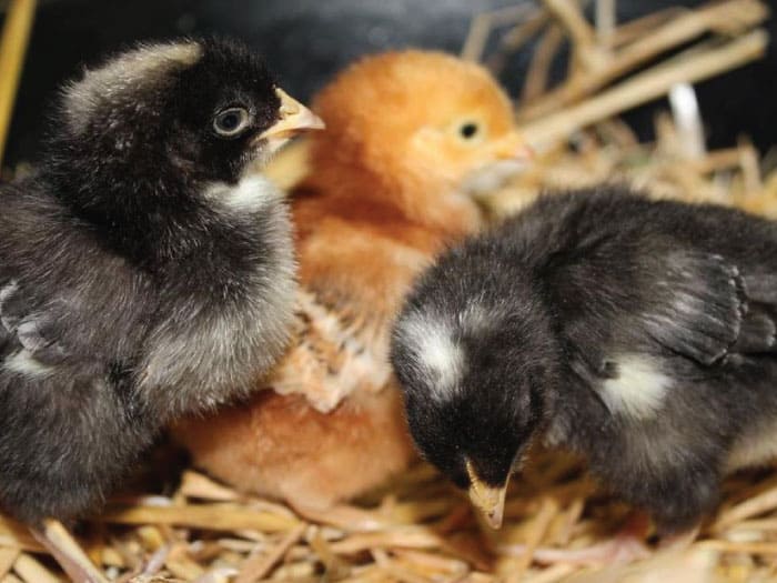 Chicks Arrive In Stores Wilco Farm Stores
