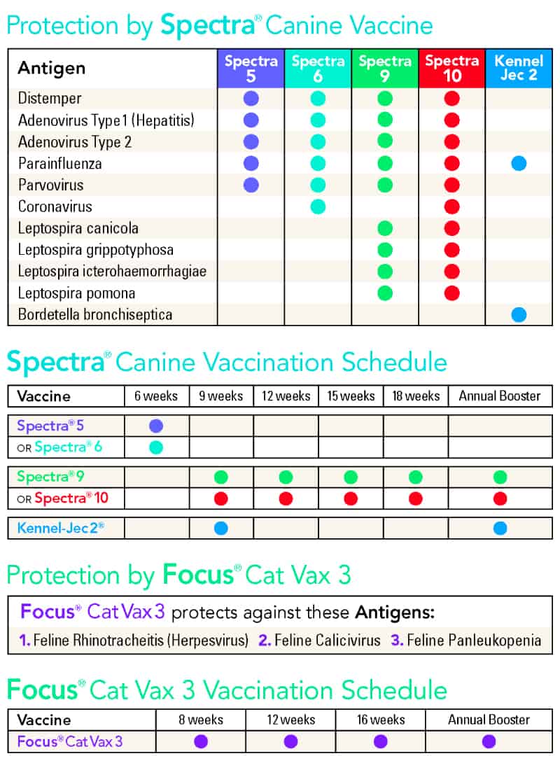 Puppy Vaccination Schedule Chart Canada Puppy And Pets