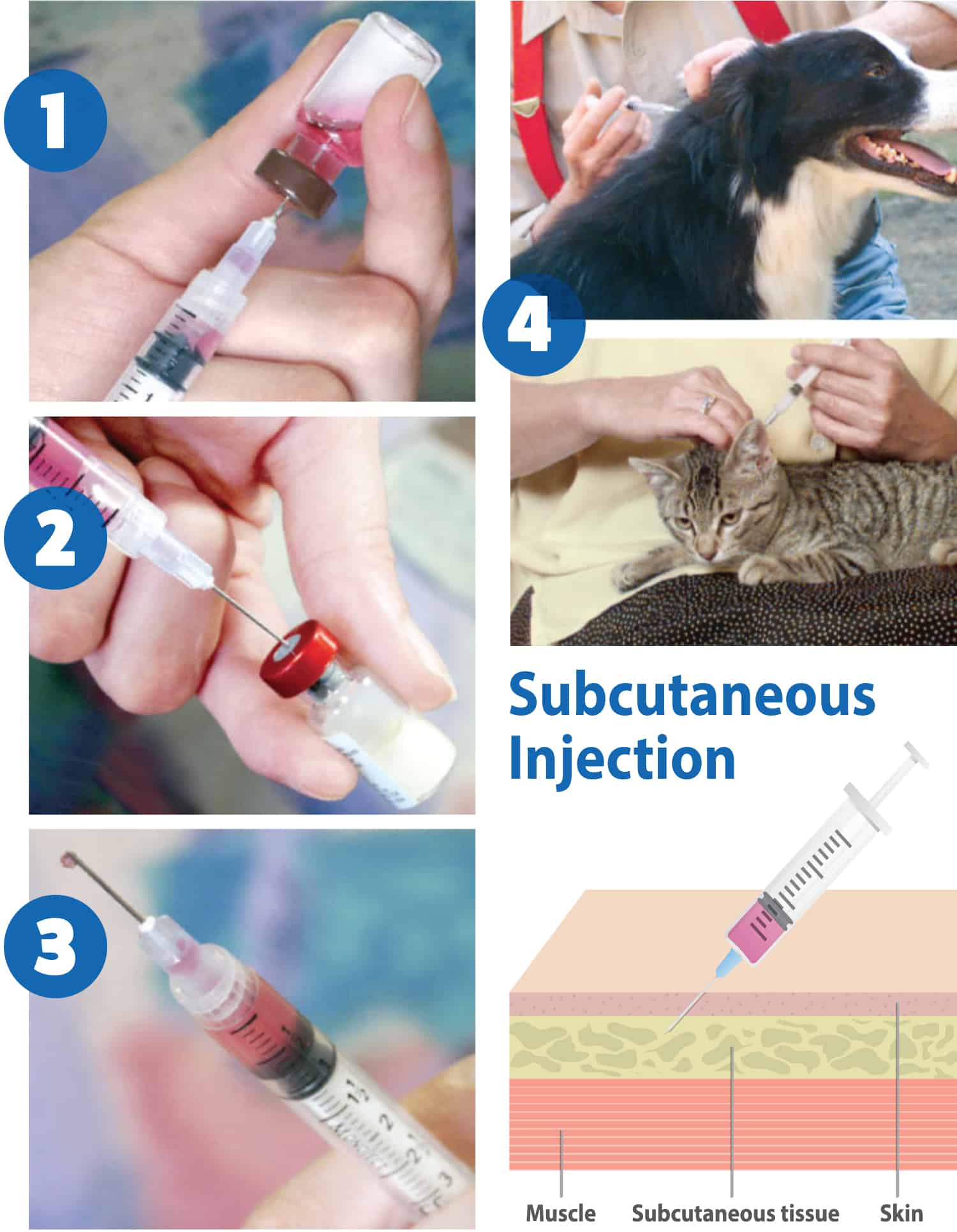 vaccine steps