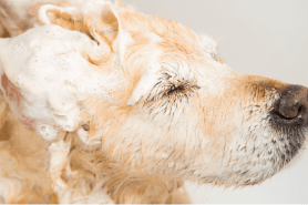 wilco dog grooming