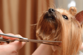 wilco dog grooming