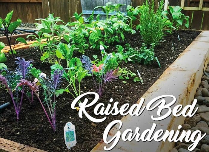 Raised Bed Gardening For Easy Maintenance Wilco Farm Stores