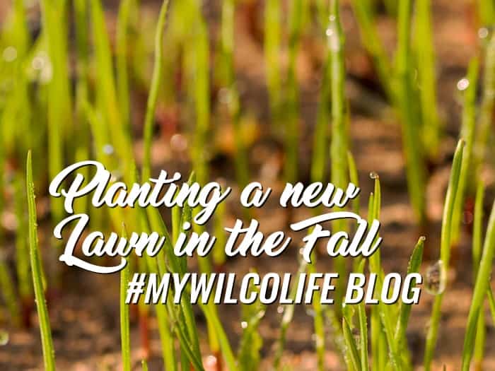 Planting a New Lawn