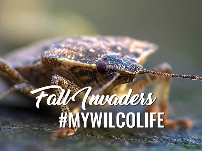 Fall Invaders Blog - Stink Bug