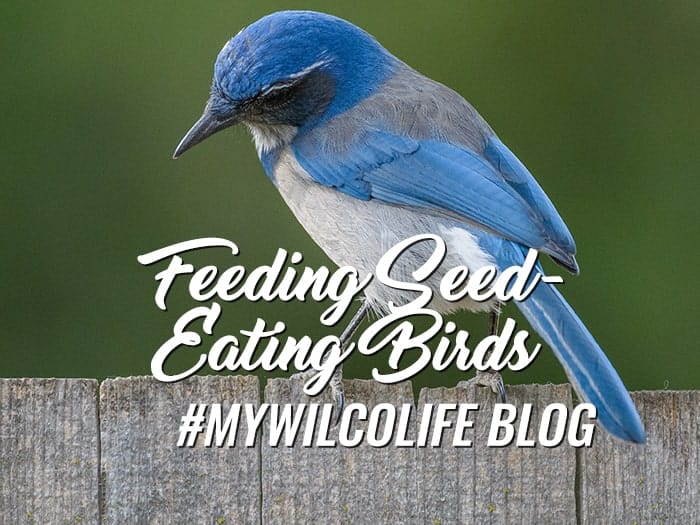 Feeding Wild Birds Blog