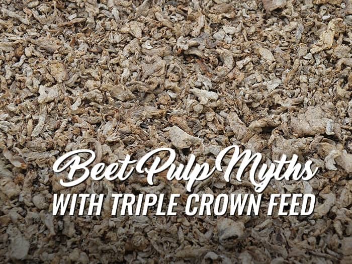 Beet Pulp Myths Blog