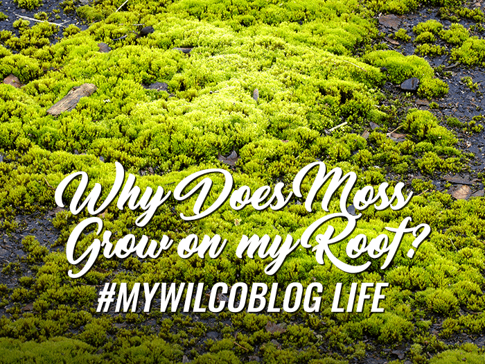 Why Does Moss Grow on my Roof blog