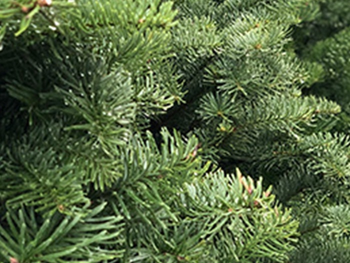 christmas tree care blog