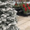 Premium Flocked Nobel Fir Christmas Tree