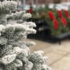 Premium Flocked Nobel Fir Christmas Tree