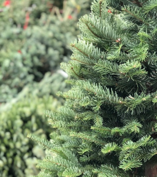 Premium Fresh Cut Noble Fir Christmas Tree