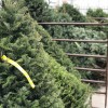 Premium Fresh Cut Douglas Fir Christmas Tree
