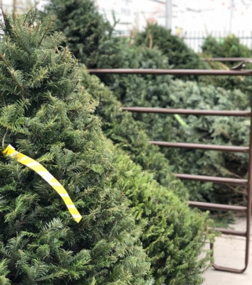 Premium Fresh Cut Douglas Fir Christmas Tree