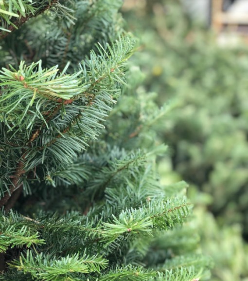 Premium Fresh Cut Nordman Fir Christmas Tree