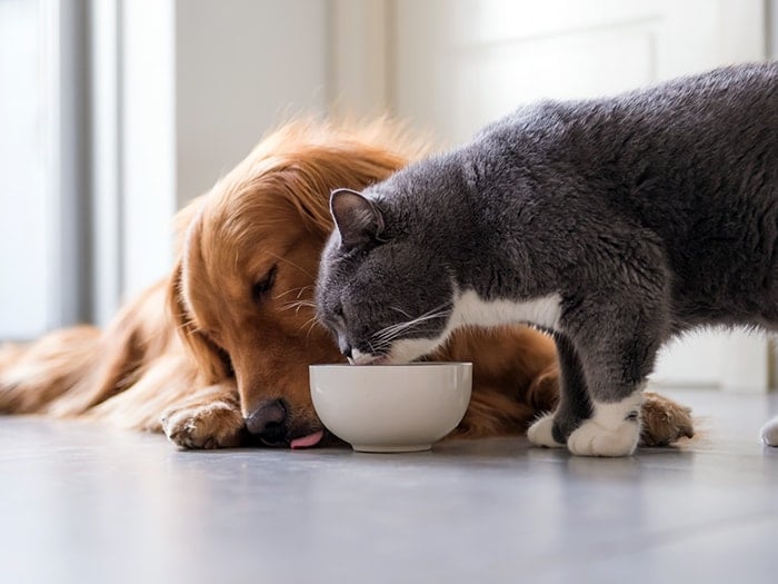 Pet Food Fillers You Should Avoid