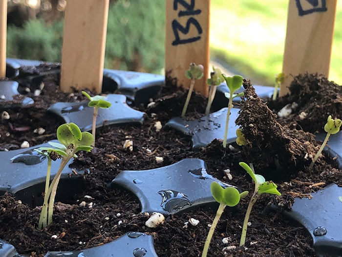 Seed starting basics blog