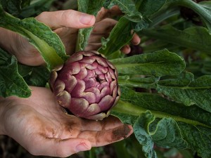 Growing Artichokes Blog