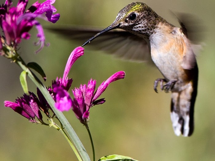 Attracting Hummingbird