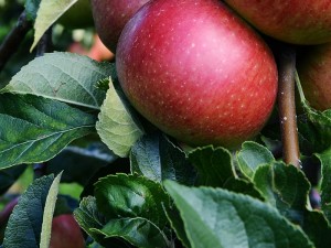 backyard fruit trees