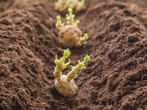 Why Everyone Should Plant Potatoes Blog