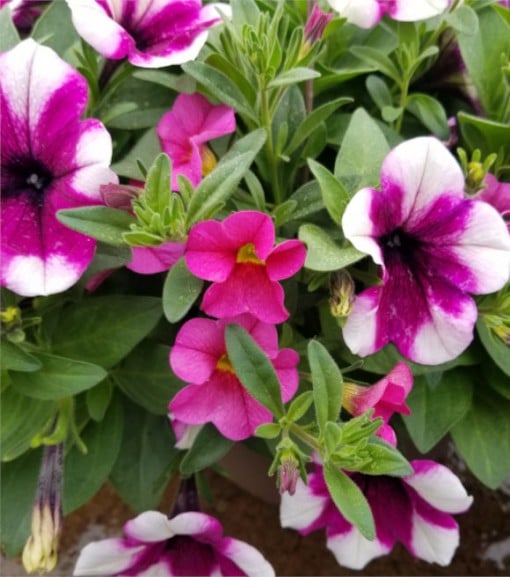 Annual Flowering Hanging Basket 10"- Comes in assorted colors and types