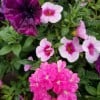 Premium Annual Flowering Hanging Basket- 12″. Available in many colors and mixes.