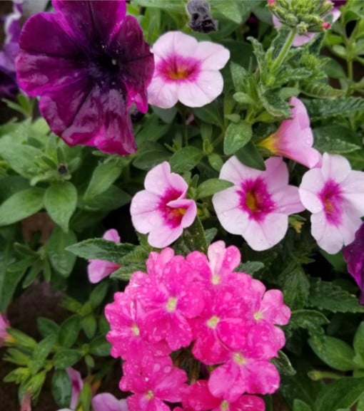 Premium Annual Flowering Hanging Basket- 12". Available in many colors and mixes.