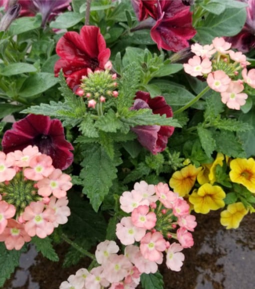 Premium Annual Flowering Hanging Basket- 12". Available in many colors and mixes.