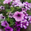 Premium Annual Hanging Basket 14″. Many varieties and selections available.