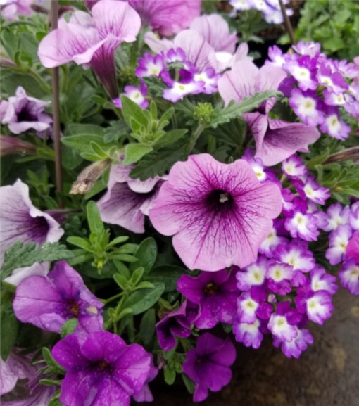 Premium Annual Hanging Basket 14". Many varieties and selections available.