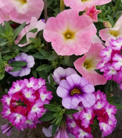 Premium Annual Hanging Basket 14". Many varieties and selections available.