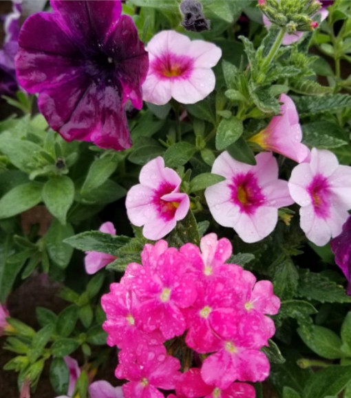 Premium Annual Hanging Basket 14". Many varieties and selections available.