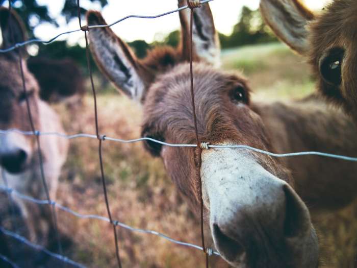 donkey looking through fence