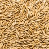 Grainland Select Oats Whole 50 lb.