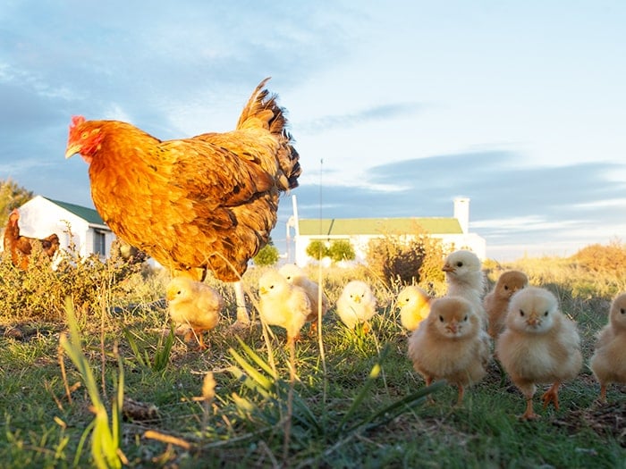 How to Introduce New Chickens to Your Flock