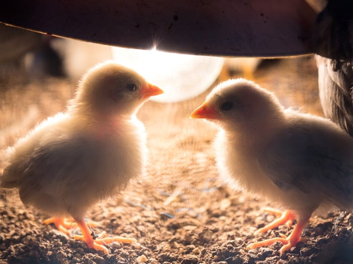 Baby Chick Care Blog