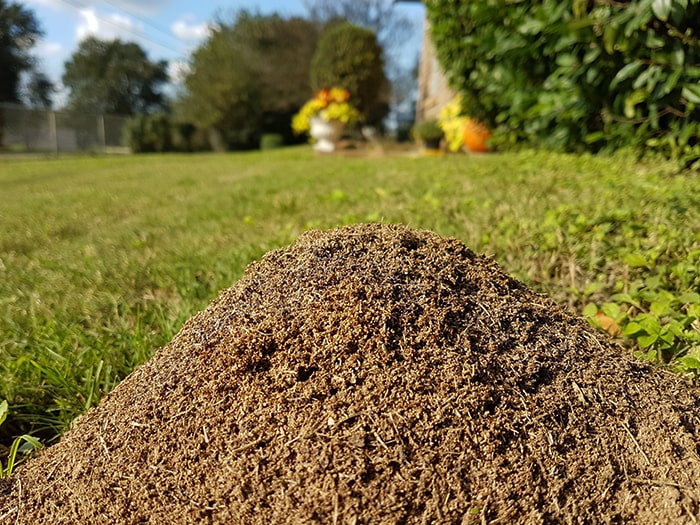 Ants in your yard tips blog