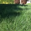 Turfbuilder Sun and Shade Grass Seed Mix 7lb
