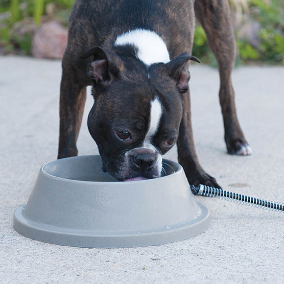 Thermal on sale dog bowl