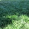 Turfbuilder Tall Fescue Grass Seed Mix 3lb