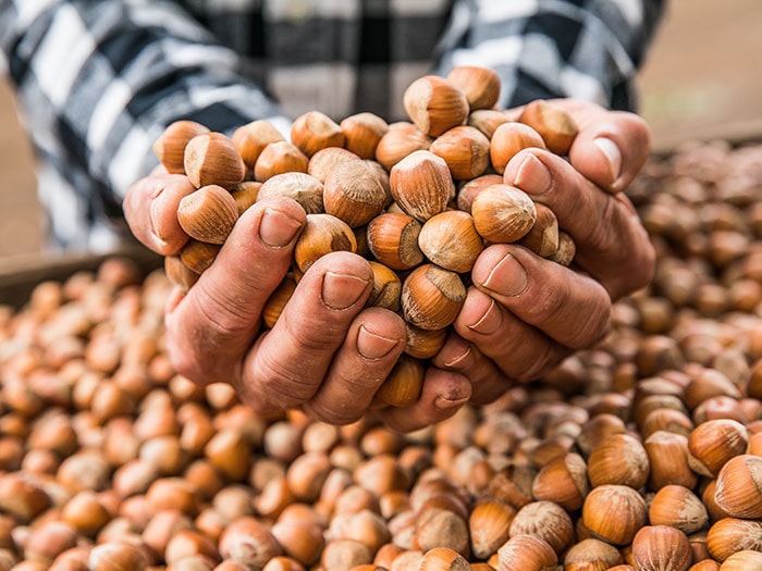 Hazelnut Growers Of Oregon Archives - Wilco Farm Stores