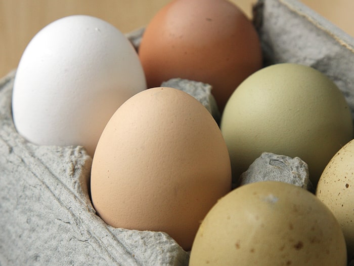 chicken breeds egg colors blog
