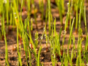 Planting a new lawn blog image