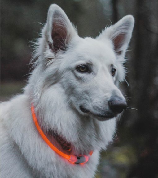 LED Light-Up Neck Ring for Dogs