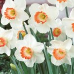 Daffodil Pink Charm, Buy Online at DutchGrown™