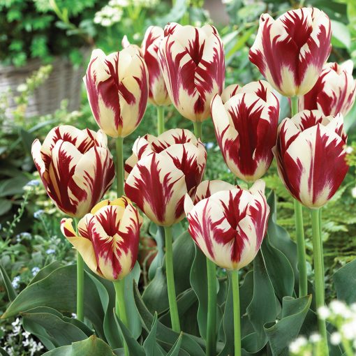 Tulipa Grand Perfection Fall Tulip Bulbs