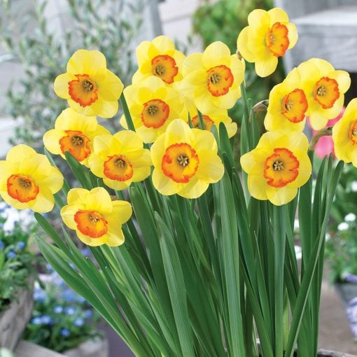 Tulip Narcissus Bantam Fall Bulbs