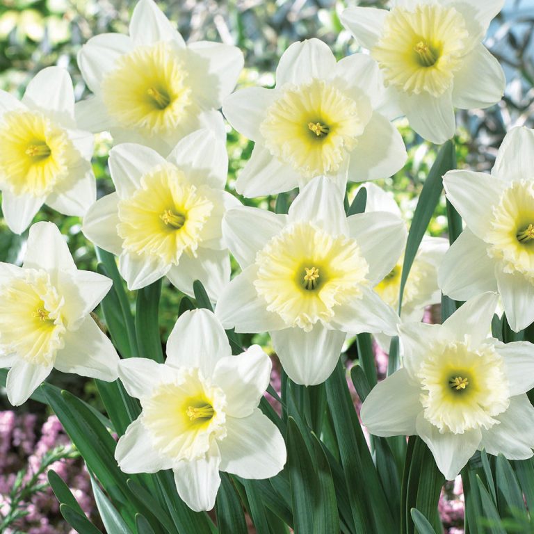 Daffodil Ice Follies Fall Flower Bulbs - Wilco Farm Stores